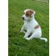 Reinrassige Jack-Russel Welpen abzugeben, Jack-Russell-Terrier - Hündin
