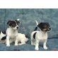 Reinrassige Jack-Russel Welpen abzugeben, Jack-Russell-Terrier - Rüde