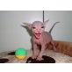Reinrassige Kanadische sphynx kitten, Don Sphynx - Katze