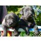 Reinrassige Labrador Retriever Welpen, Labrador Retriever Welpen - Rüde