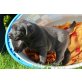 Reinrassige Labrador Welpen in Choco und schw, Labrador Retriever Welpen - Rüde