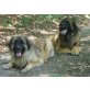 Reinrassige Leonberger Welpen - letzte Hündin, Leonberger Welpen - Hündin