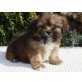 Reinrassige Lhasa Apso mit VDH-Ahnentafel, Lhasa Apso Welpen - Rüde
