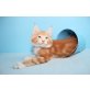 Reinrassige Maine Coon Genius u. Gajus, Maine Coon - Kater
