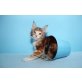 Reinrassige Maine Coon Glamour Girl u. Grace , Maine Coon - Katze