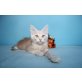 Reinrassige Maine Coon Kitten, Maine Coon - Kater