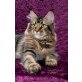 Reinrassige Maine Coon Lady abzugeben!, Maine Coon - Katze