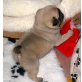 Reinrassige Mops suchen neues Zuhause, Mops - Rüde