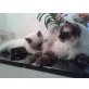 Reinrassige Ragdoll Kitten ab sofort, Ragdoll - Kater
