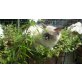 Reinrassige Ragdollkitten mit Papiere , Ragdoll - Kater