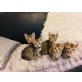 Reinrassige Savannah Kitten zu verkaufen, Savannah - Katze