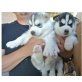 Reinrassige Siberian Husky Welpen, Siberian Husky - Rüde