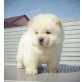 Reinrassige chow chow Welpen abzugeben, Chow-Chow - Hündin