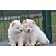 ,.Reinrassige chow chow Welpen abzugeben, Chow-Chow - Hündin