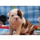 Reinrassige englische Bulldoggen Welpen, Englische Bulldogge Welpen - Rüde