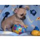 Reinrassige super süße Chihuahua Hündin, Chihuahua kurzhaariger Schlag Welpen - Rüde