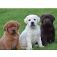 Reinrassigen Labrador Retriever, Labrador Retriever - Rüde