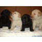 Reinrassigen Labrador Retriever Welpe, Labrador Retriever - Hündin