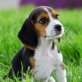 Reinrassiger Beagle Welpen , Beagle - Rüde