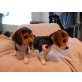 Reinrassiger Beagle Welpen , Beagle - Rüde