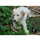Reinrassiger Golden Retriever Rüde, Golden Retriever Welpen - Rüde