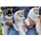Reinrassiger Husky Welpe.., Siberian Husky - Rüde