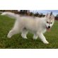 Reinrassiger Husky Welpe weiblich, Siberian Husky - Hündin