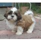 Reinrassiger Shih Tzu Welpen , Shih Tzu Welpen - Rüde
