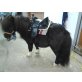 Reitbeteiligung Mini shetty - Wallach