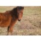 Reitpony / Haflinger - Hengst