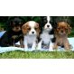 Reizende Cavalier-King-Charles Spaniel Welpen, Cavalier King Charles Spaniel - Rüde
