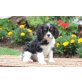 Reizende Cavalier-King-Charles Spaniel Welpen, Cavalier King Charles Spaniel - Rüde