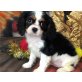 Reizende Cavalier-King-Charles Spaniel Welpen, Cavalier King Charles Spaniel - Rüde