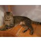 Reka, Mischling - Katze