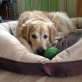Reko, Golden Retriever - Rüde