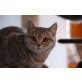 Renas Hope, Britisch Kurzhaarkatze - Katze
