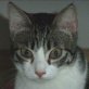 Renata, scheue - Katze