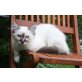 Renato, Heilige Birma - Kater