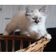 Renato,Rubens, Heilige Birma - Kater