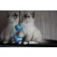 Renato und Rubens, Heilige Birma - Kater