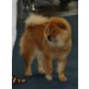 Renesmee Bella , Chow-Chow - Hündin