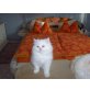 Renesmee, Perser Weiß - Katze