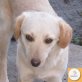 Reni, Mischling - Hündin