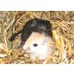 Rennmausbabys, Rennmäuse - weiblich