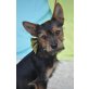 Reny, Yorkshire Terrier Mix - Rüde