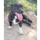 Renzo, Renzo, kleiner Hund mit großem Herz - Rüde