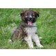 Repa, Colliemischling  - REPA Welpen - Rüde