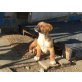 Resa geb. 11/2019 sucht Kuschelkörbchen Welpen - Hündin