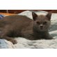 Resident Evil, Britisch Kurzhaarkatze - Kater