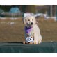 Retriever Mischlingswelpen  - Hündin